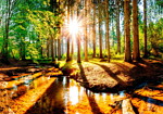 Φωτοταπετσαρια - Marvelous Forest Αδιαβροχη 450x315cm