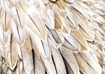 Φωτοταπετσαρια - Close-up Of Bird's Wings - Uniform Close-up On Beige Bird Feathers Αδιαβροχη 450x315cm