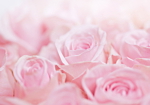 Φωτοταπετσαρια - Ocean Of Roses Αδιαβροχη 350x256cm