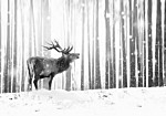 Φωτοταπετσαρια - Deer In The Snow (black And White) Αδιαβροχη 300x210cm