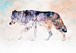 Φωτοταπετσαρια - Lonely Wolf Αδιαβροχη 100x70cm