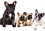 Φωτοταπετσαρια - French Dogs Αδιαβροχη 350x256cm