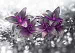 Φωτοταπετσαρια - Secret Of The Lily Αδιαβροχη 250x175cm