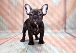 Φωτοταπετσαρια - French Bulldog Αδιαβροχη 250x175cm