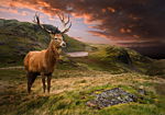 Φωτοταπετσαρια - Deer On Hill Αδιαβροχη 400x280cm