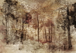 Φωτοταπετσαρια - Lost In The Woods Αδιαβροχη 250x175cm