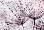 Φωτοταπετσαρια - Rainy Time Αδιαβροχη 350x245cm