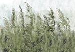 Φωτοταπετσαρια - Tall Grasses - Green Αδιαβροχη 300x210cm
