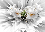 Φωτοταπετσαρια - Floral Explosion Αδιαβροχη 250x175cm