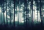 Φωτοταπετσαρια - Dark Forest Αδιαβροχη 400x280cm