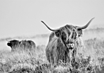 Φωτοταπετσαρια - Highland Cattle Αδιαβροχη 100x70cm