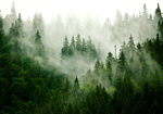 Φωτοταπετσαρια - Mountain Forest (green) Αδιαβροχη 400x280cm