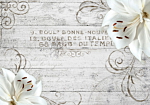 Φωτοταπετσαρια - Bonne Nouvelle Αδιαβροχη 300x210cm