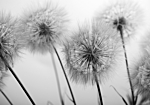 Φωτοταπετσαρια - Time For Dandelions - Second Variant Αδιαβροχη 350x256cm