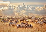 Φωτοταπετσαρια - Zebra Land Αδιαβροχη 250x175cm