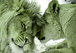 Φωτοταπετσαρια - Lion Tenderness (green) Αδιαβροχη 450x315cm
