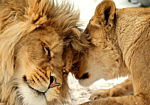 Φωτοταπετσαρια - Lion Tenderness Αδιαβροχη 300x210cm