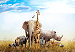 Φωτοταπετσαρια - Fauna Of Africa Αδιαβροχη 100x70cm