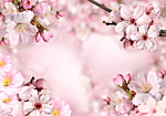 Φωτοταπετσαρια - Spring Cherry Blossom Αδιαβροχη 450x315cm