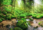 Φωτοταπετσαρια - Humid Forest Αδιαβροχη 300x210cm