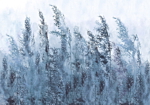 Φωτοταπετσαρια - Tall Grasses - Grey Αδιαβροχη 200x140cm