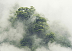 Φωτοταπετσαρια - Foggy Amazon Αδιαβροχη 450x315cm