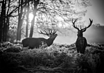 Φωτοταπετσαρια - Deers In The Morning Αδιαβροχη 250x175cm