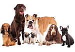 Φωτοταπετσαρια - Animal Portrait - Dogs With A Brown Labrador In The Centre On A White Background Αδιαβροχη 200x140cm