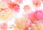 Φωτοταπετσαρια - Pastel Peonies Αδιαβροχη 150x105cm