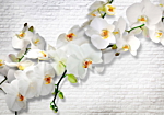 Φωτοταπετσαρια - The Urban Orchid Αδιαβροχη 250x175cm