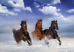 Φωτοταπετσαρια - Horses In The Snow Αδιαβροχη 450x315cm