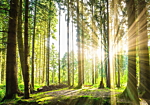 Φωτοταπετσαρια - Forest Tales Αδιαβροχη 200x140cm