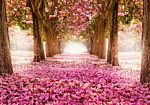 Φωτοταπετσαρια - Pink Grove Αδιαβροχη 350x245cm