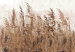 Φωτοταπετσαρια - Tall Grasses - Brown Αδιαβροχη 100x70cm