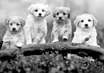 Φωτοταπετσαρια - Four Puppies Αδιαβροχη 450x315cm