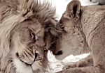 Φωτοταπετσαρια - Lion Tenderness (sepia) Αδιαβροχη 250x175cm