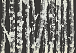 Φωτοταπετσαρια - Stately Birches - Second Variant Αδιαβροχη 150x105cm