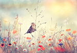 Φωτοταπετσαρια - Field Bird Αδιαβροχη 200x140cm