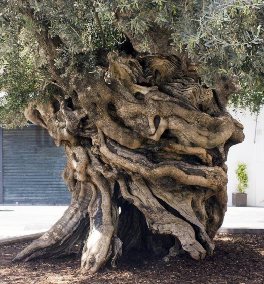 Ταπετσαρίες Τοίχου Σύγχρονες, Ρομαντικές, Κλασικές wallpapershop.gr