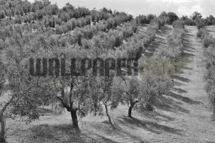Ταπετσαρίες Τοίχου Σύγχρονες, Ρομαντικές, Κλασικές wallpapershop.gr