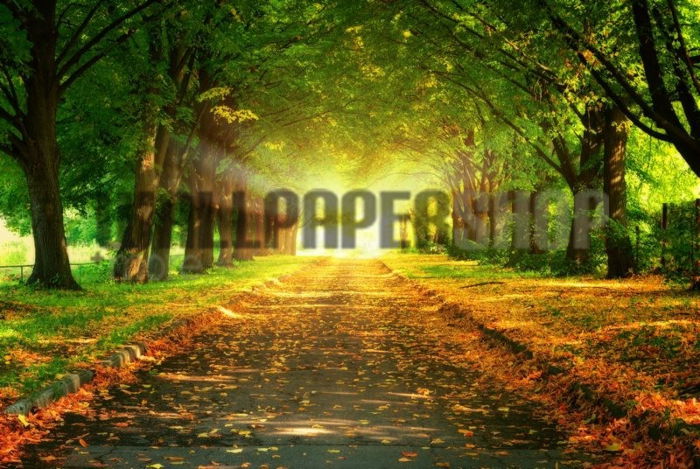 Ταπετσαρίες Τοίχου Σύγχρονες, Ρομαντικές, Κλασικές wallpapershop.gr