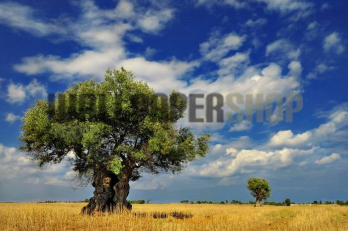 Ταπετσαρίες Τοίχου Σύγχρονες, Ρομαντικές, Κλασικές wallpapershop.gr