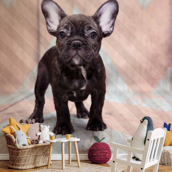 Φωτοταπετσαρια - French Bulldog Αδιαβροχη 250x175cm