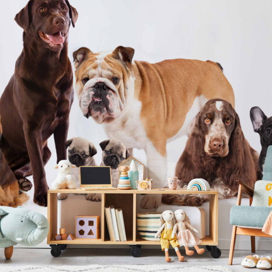 Φωτοταπετσαρια - Animal Portrait - Dogs With A Brown Labrador In The Centre On A White Background Αδιαβροχη 200x140cm