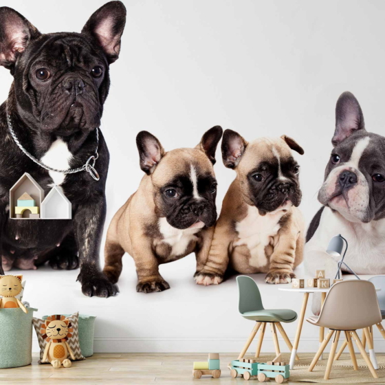 Φωτοταπετσαρια - French Dogs Αδιαβροχη 350x256cm