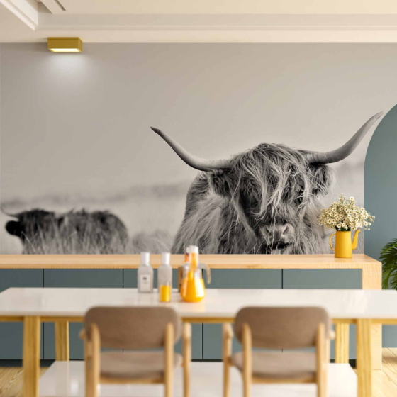 Φωτοταπετσαρια - Highland Cattle Αδιαβροχη 100x70cm